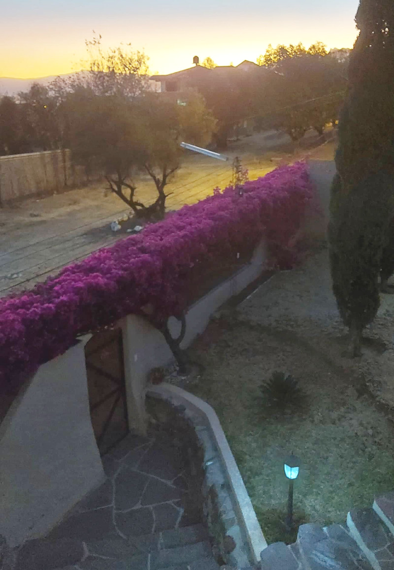 BOUGAINVILLEAS