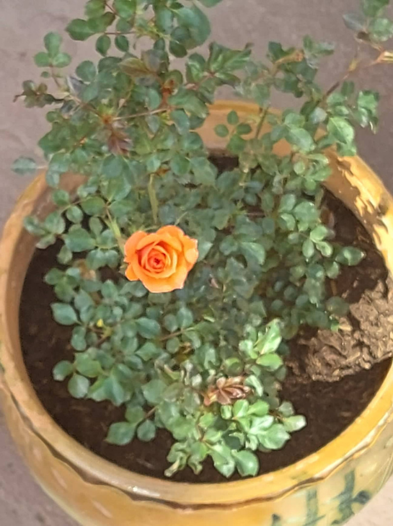 rosa enana